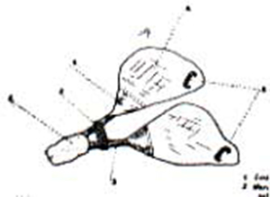 Soufflet indig&egrave;ne